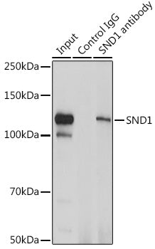 [KO Validated] SND1 Rabbit pAb