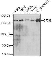 SF3B2 Rabbit pAb