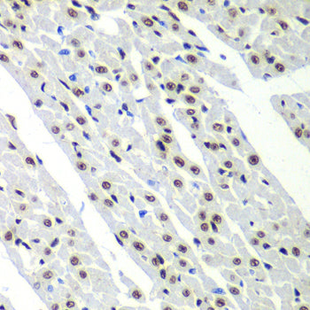SF3B2 Rabbit pAb