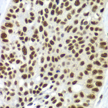SF3B2 Rabbit pAb