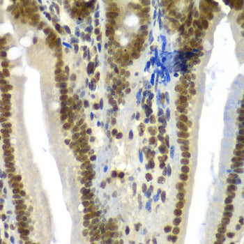 SF3B2 Rabbit pAb