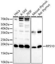 RPS10 Rabbit pAb