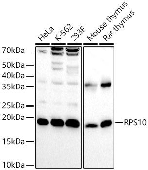 RPS10 Rabbit pAb