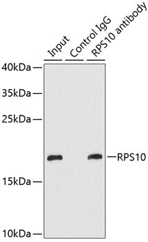 RPS10 Rabbit pAb