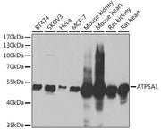 ATP5A1 Rabbit pAb
