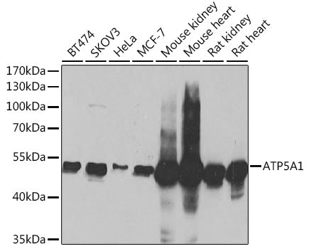 ATP5A1 Rabbit pAb