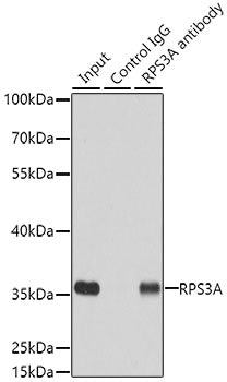 RPS3A Rabbit pAb