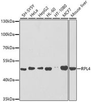 RPL4 Rabbit pAb
