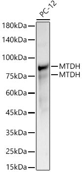 MTDH Rabbit pAb