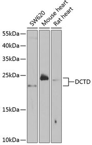DCTD Rabbit pAb