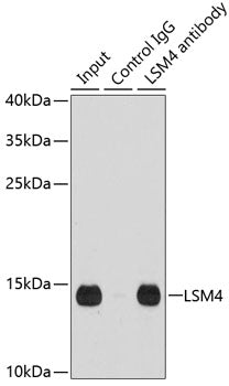 LSM4 Rabbit pAb