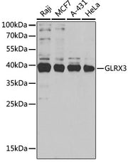 GLRX3 Rabbit pAb