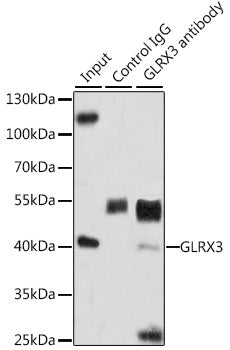 GLRX3 Rabbit pAb