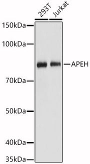 [KO Validated] APEH Rabbit pAb