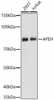 [KO Validated] APEH Rabbit pAb