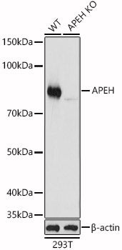 [KO Validated] APEH Rabbit pAb
