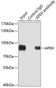 [KO Validated] APEH Rabbit pAb
