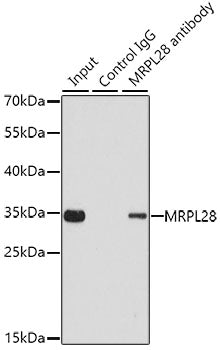 MRPL28 Rabbit pAb