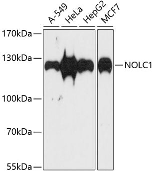 NOLC1 Rabbit pAb
