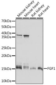 FGF1 Rabbit mAb