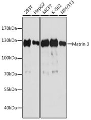 Matrin 3 Rabbit pAb