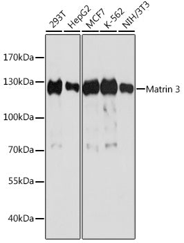 Matrin 3 Rabbit pAb