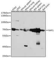 NXF1 Rabbit pAb