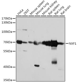 NXF1 Rabbit pAb