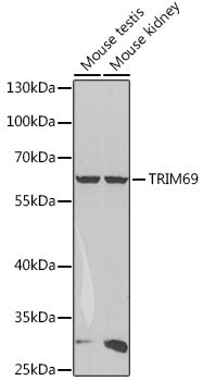 TRIM69 Rabbit pAb