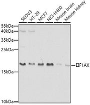 EIF1AX Rabbit pAb