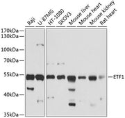 ETF1 Rabbit pAb