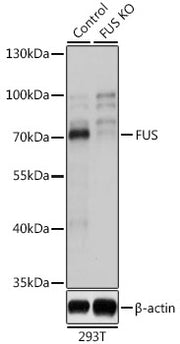 [KO Validated] FUS Rabbit pAb