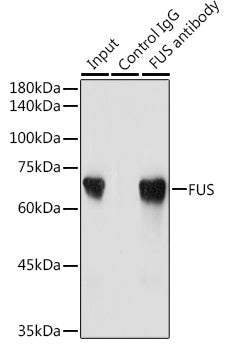 [KO Validated] FUS Rabbit pAb