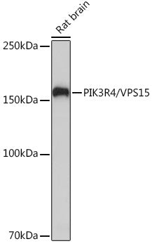 PIK3R4/VPS15 Rabbit mAb