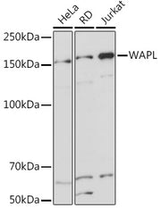 WAPL Rabbit mAb