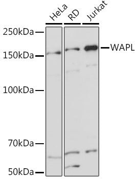 WAPL Rabbit mAb