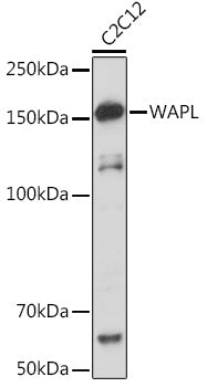 WAPL Rabbit mAb