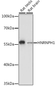 HNRNPH1 Rabbit pAb