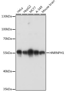HNRNPH1 Rabbit pAb