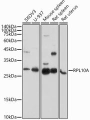 RPL10A Rabbit pAb