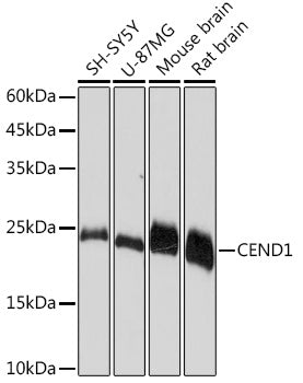 CEND1 Rabbit mAb