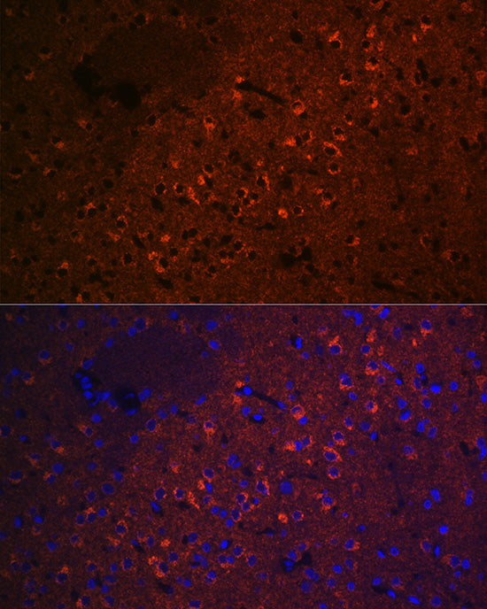 CEND1 Rabbit mAb