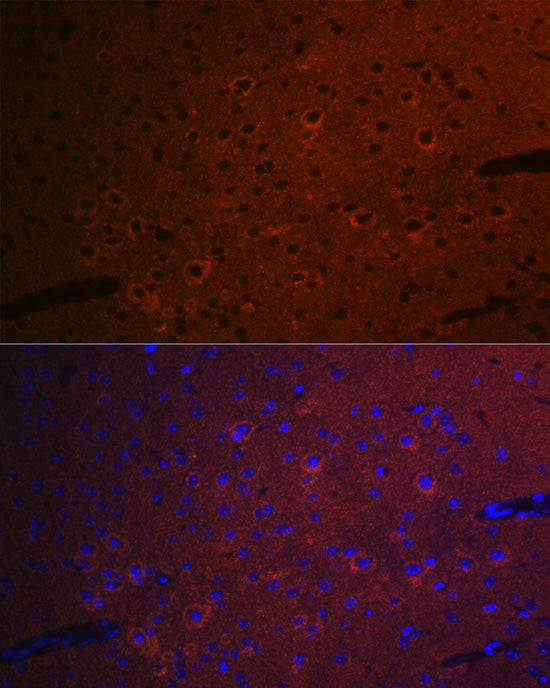 CEND1 Rabbit mAb