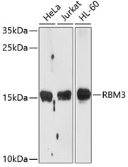 RBM3 Rabbit pAb