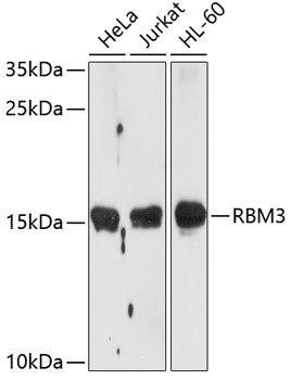 RBM3 Rabbit pAb