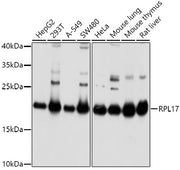 RPL17 Rabbit pAb