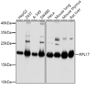 RPL17 Rabbit pAb