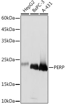 PERP Rabbit mAb