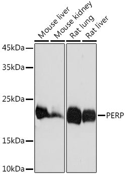 PERP Rabbit mAb