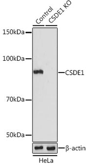 [KO Validated] CSDE1 Rabbit pAb